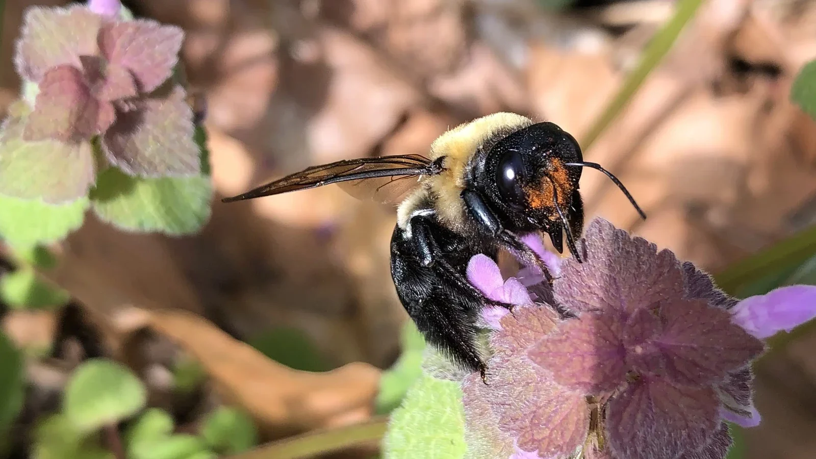 aggressive bee sting