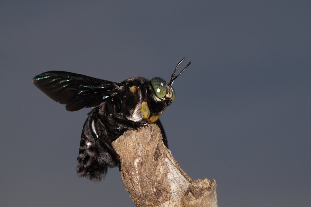 carpenter bee