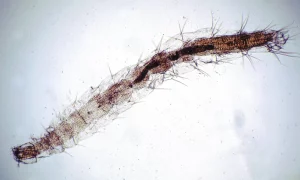 cat fleas ctenocephalides felis