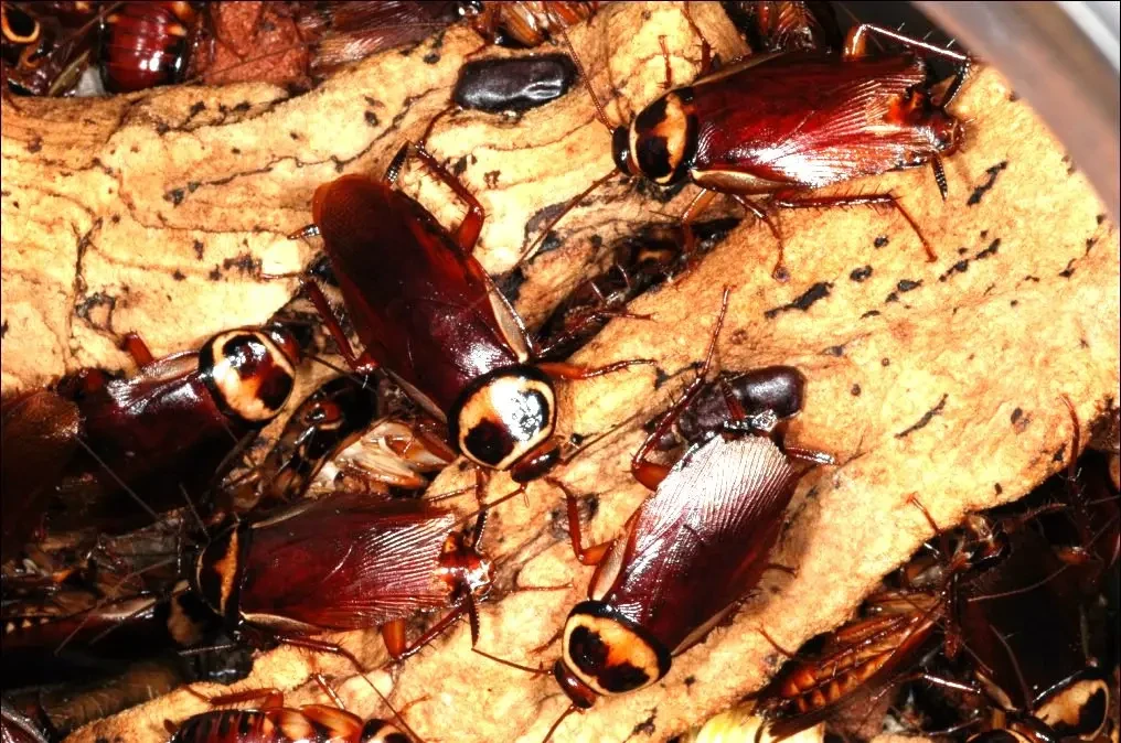 Cockroaches