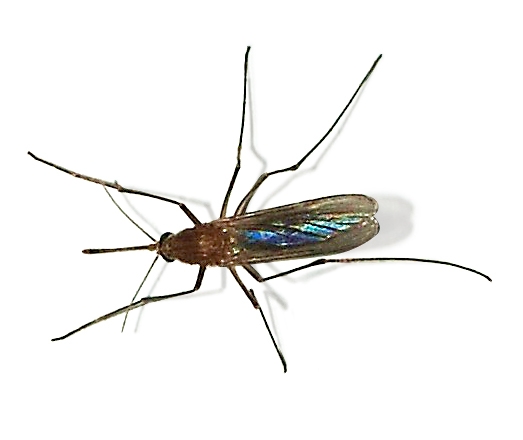 Culex Mosquito