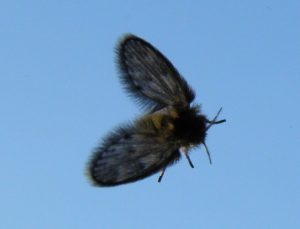 drain fly