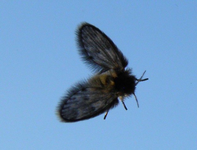 Drain Fly (Psychodidae)