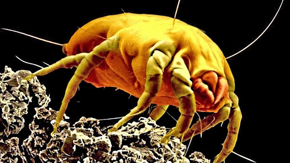 dust mites