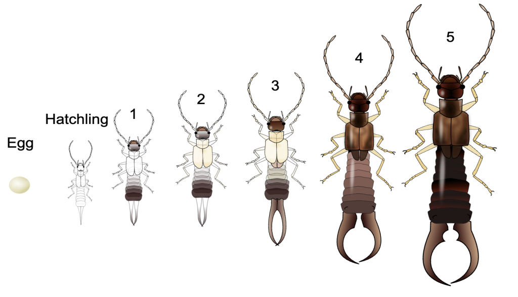 earwigs lifecycle