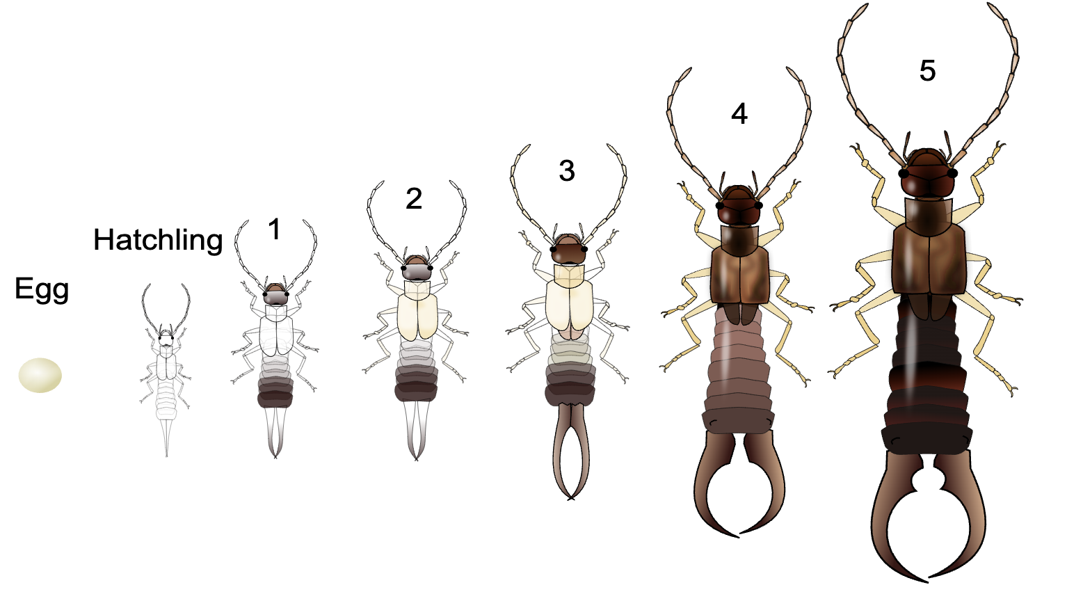 earwigs lifecycle