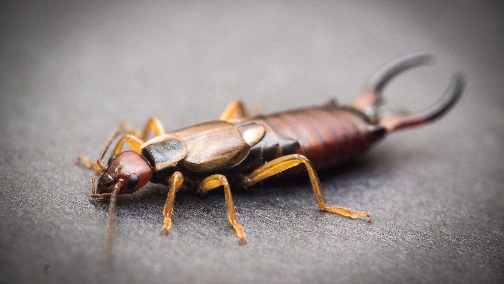 earwigs