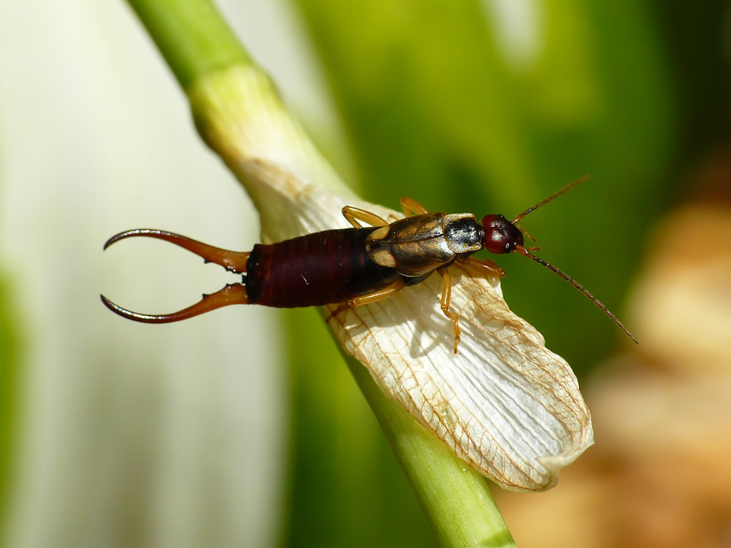 earwigs