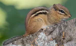 eastern chipmunk