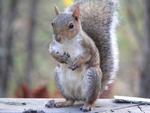 eastern gray squirrel