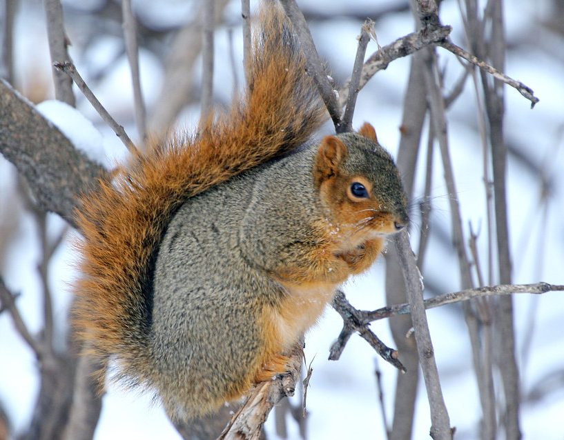 fox squirrel