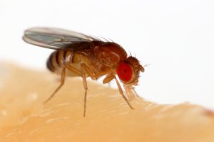 fruit fly pest