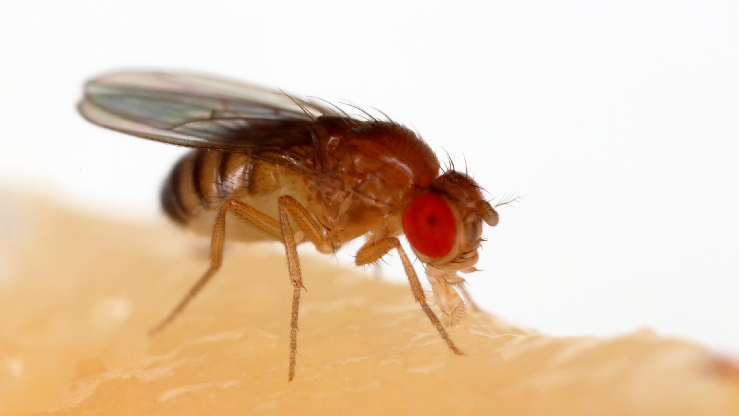 Fruit Fly (Drosophila melanogaster)