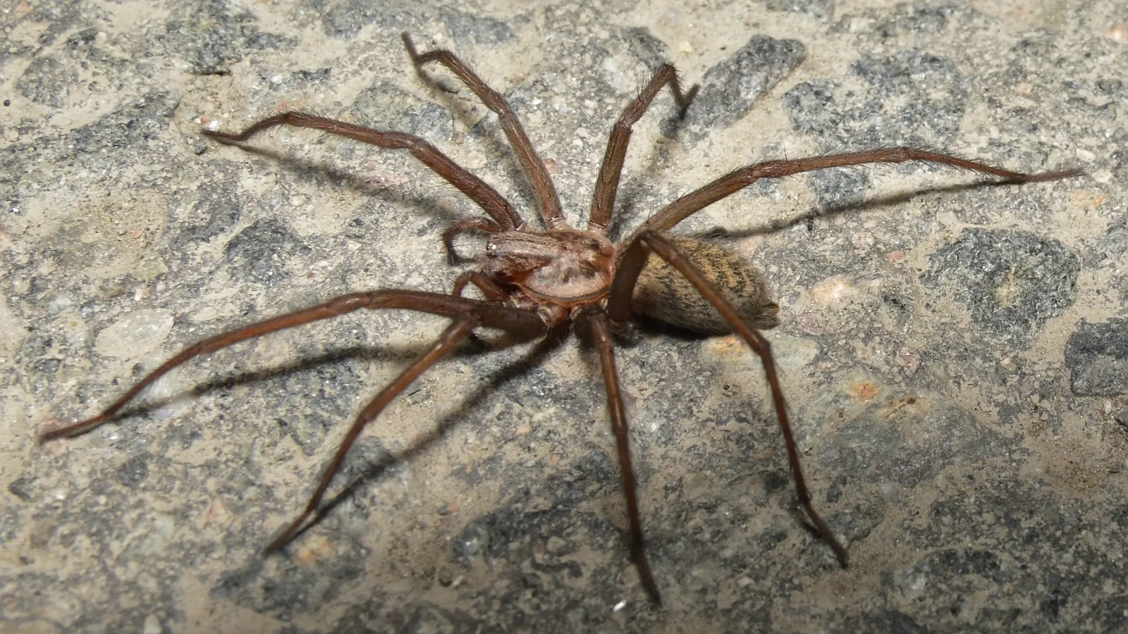 Common House Spider (Parasteatoda tepidariorum)