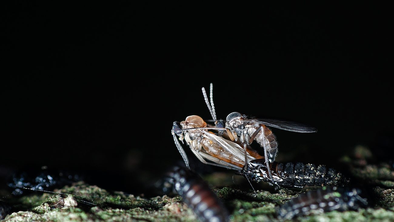 Fungus Gnats