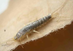 gray silverfish