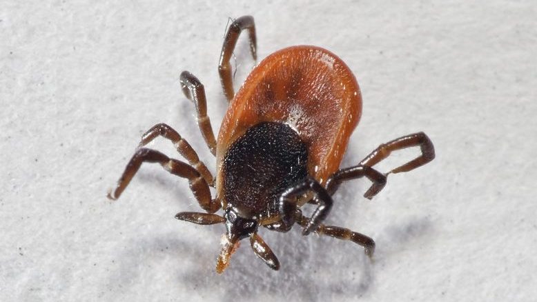 Deer Tick (Black-legged Tick)