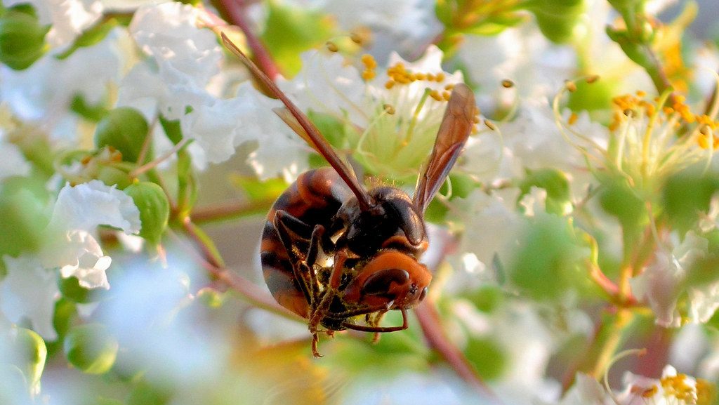 Hornet eating insects 