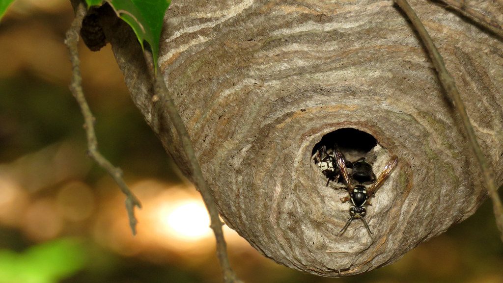 hornet nest