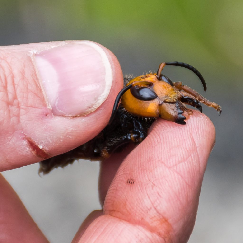 hornet sting, stinging pest