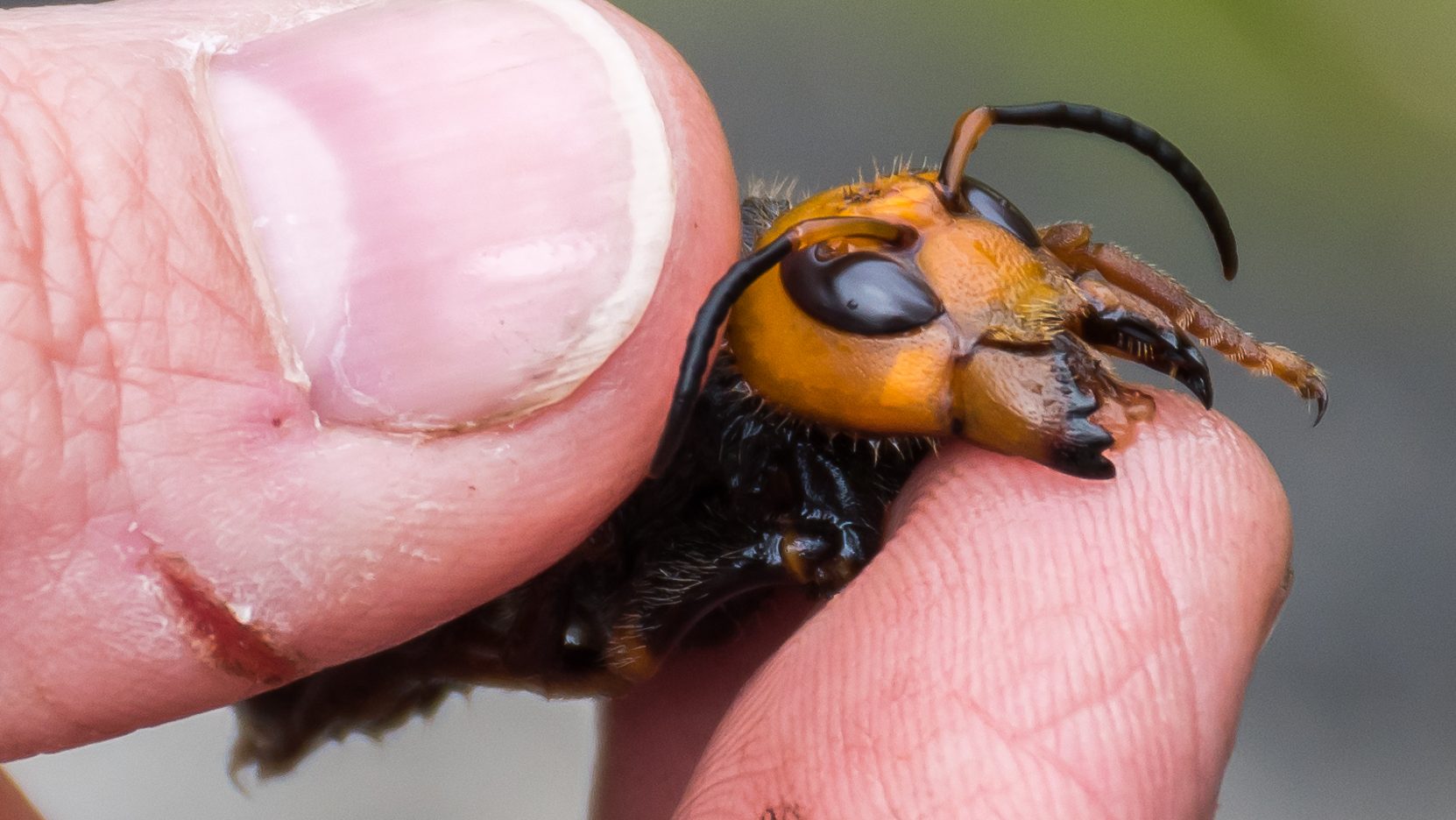 hornet sting, stinging pest