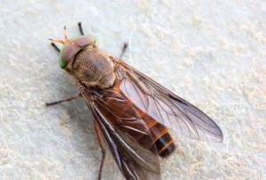 horse fly