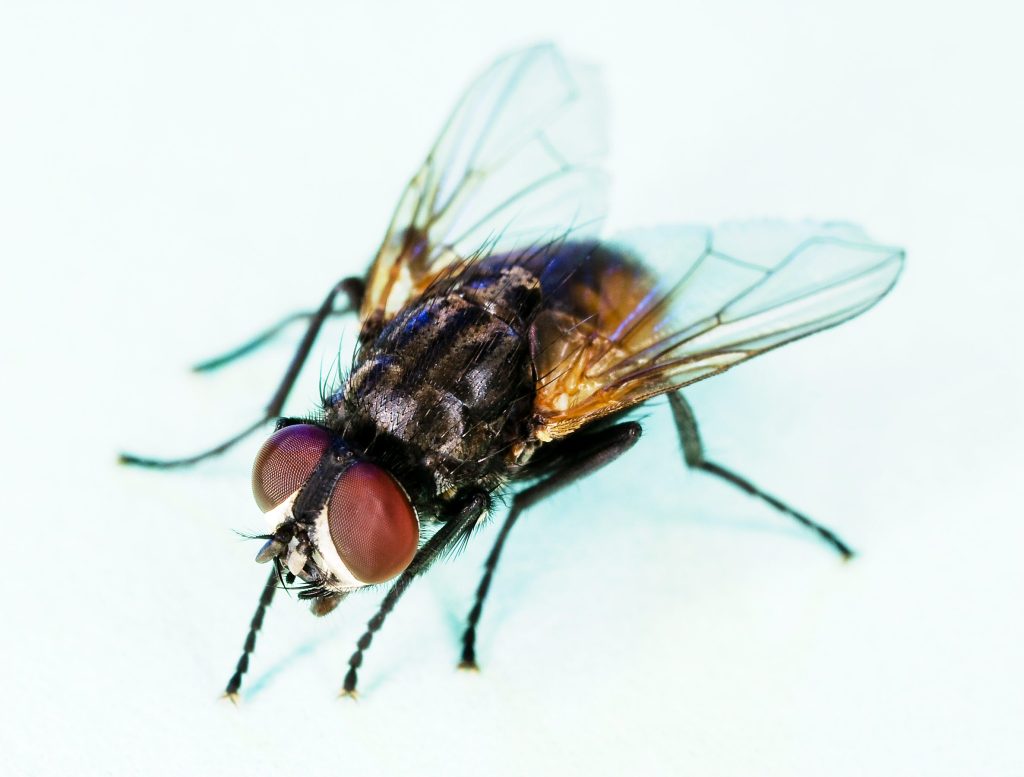 house flies