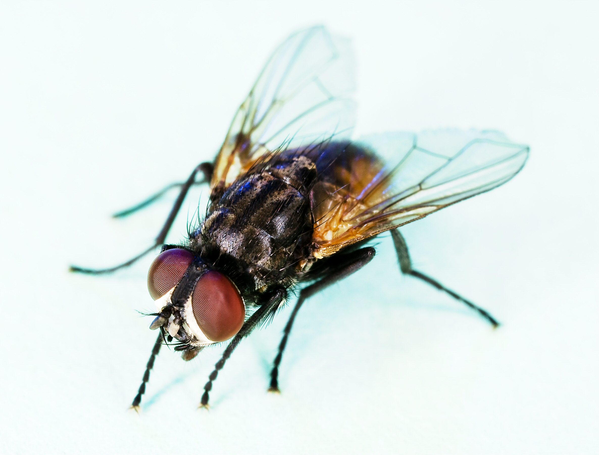 house flies