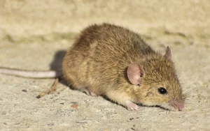 house mouse