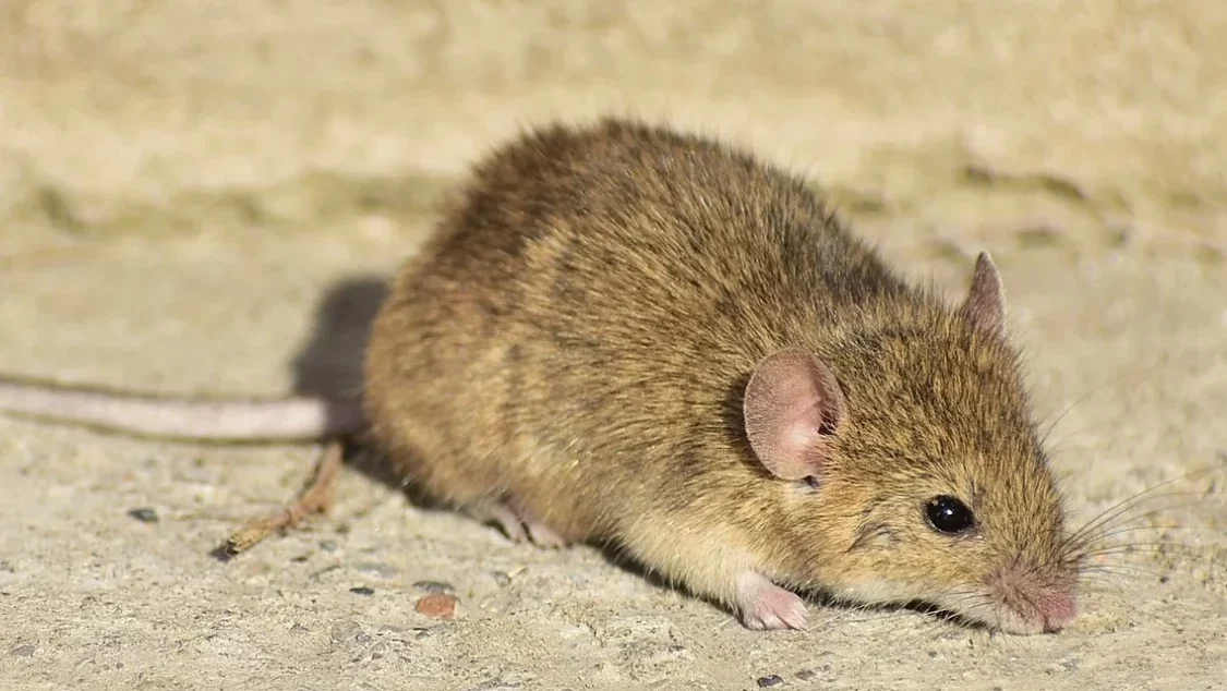 house mouse, rodents