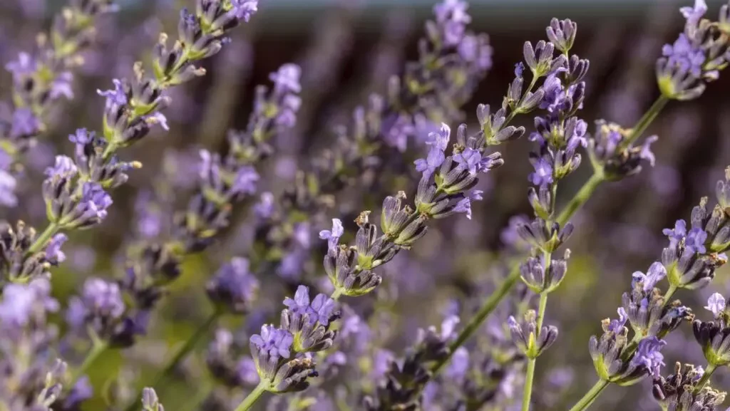 Lavender and Cedar Repellent Sachets