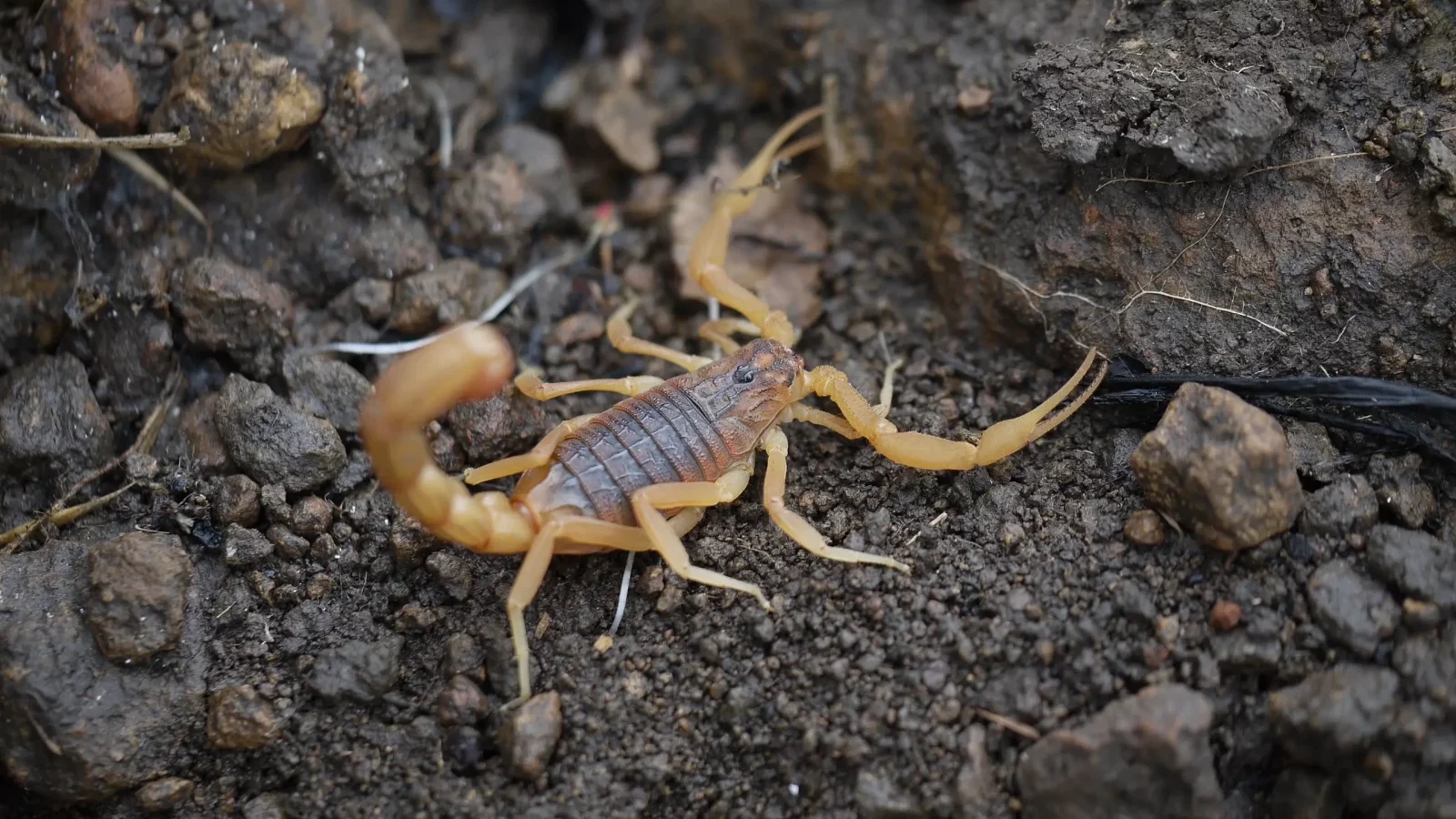 scorpion pest control