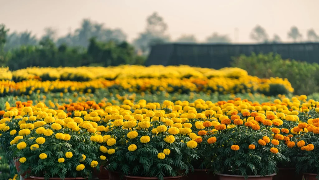 marigold, plants that repel mosquitoes