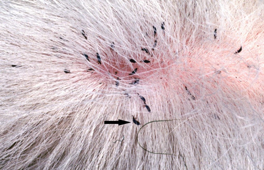 mites in dog ear