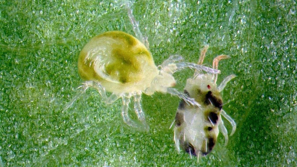 dust mite