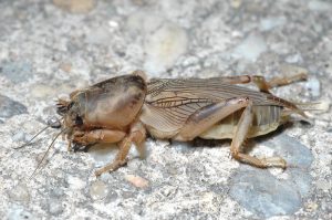 mole Cricket