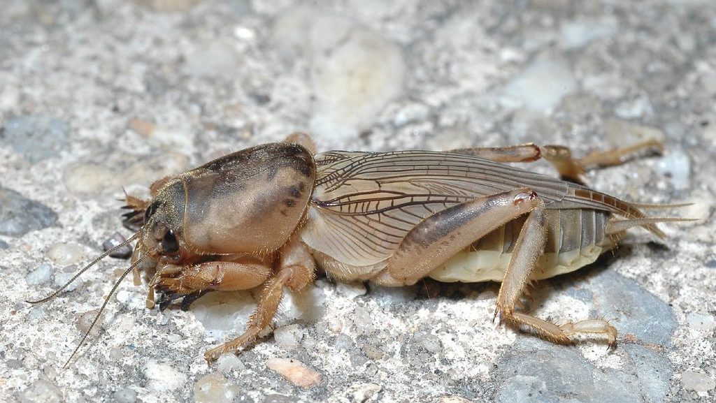 Mole Cricket