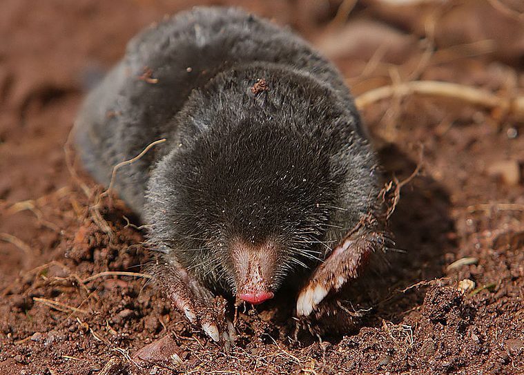 mole rodent