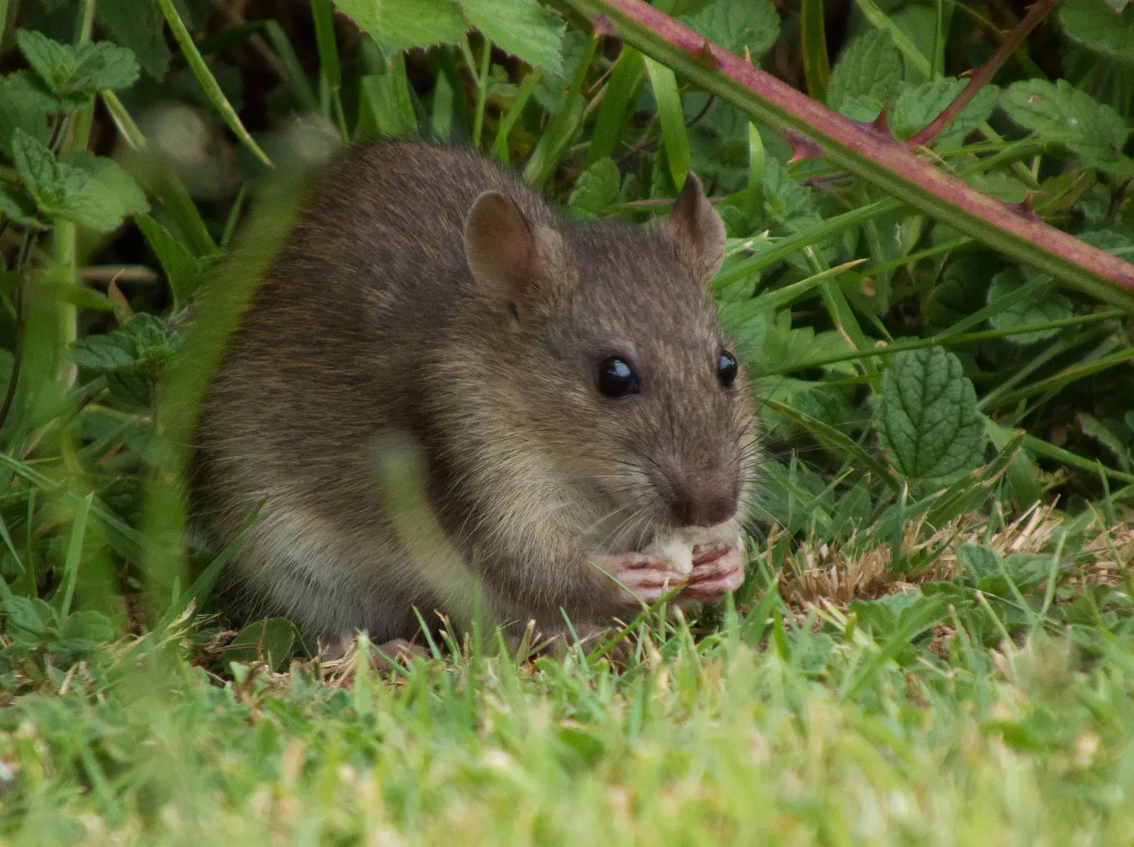 norway rat