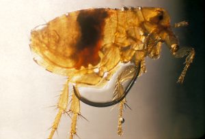 oriental rat flea