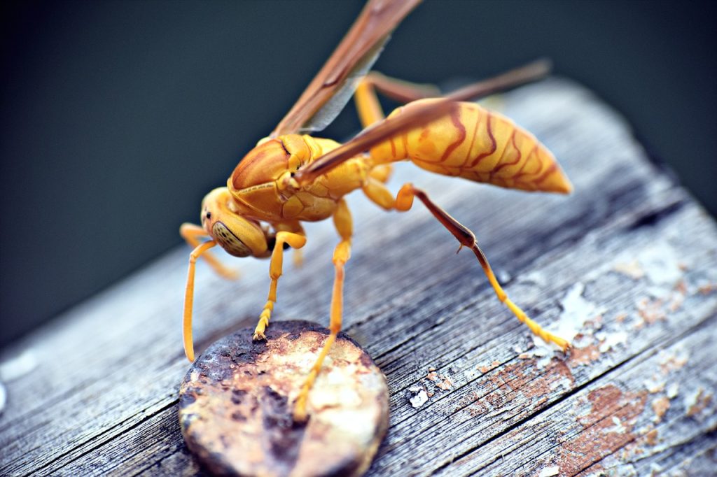 paper wasp