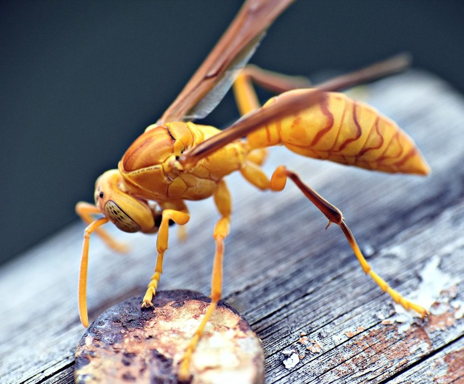 Paper Wasps