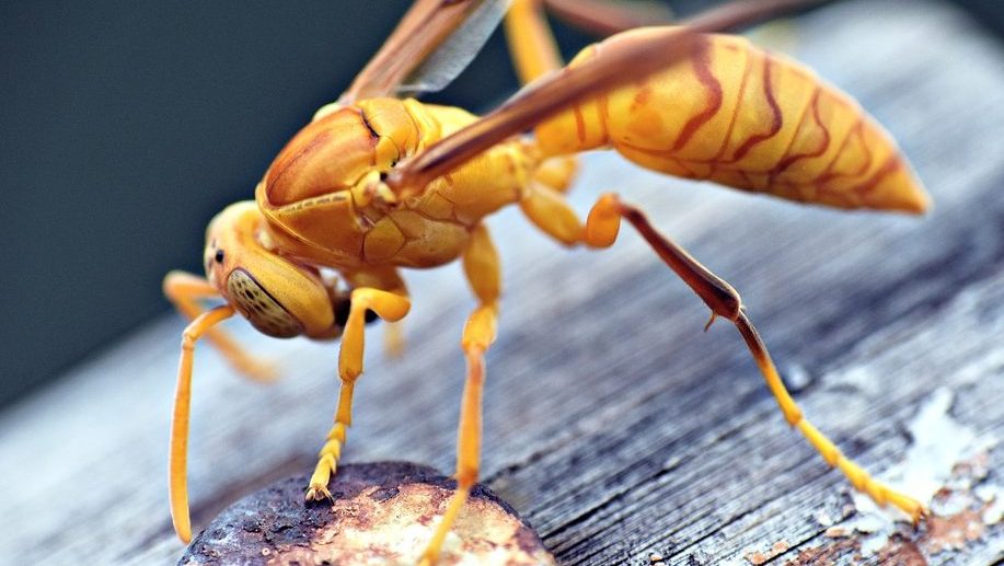 Paper Wasps