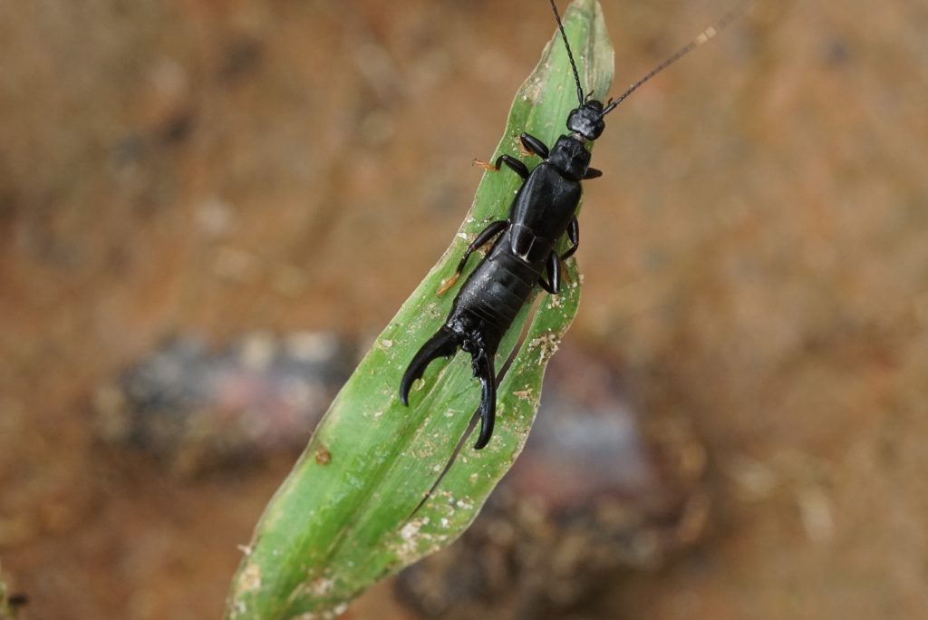 red legged earwig