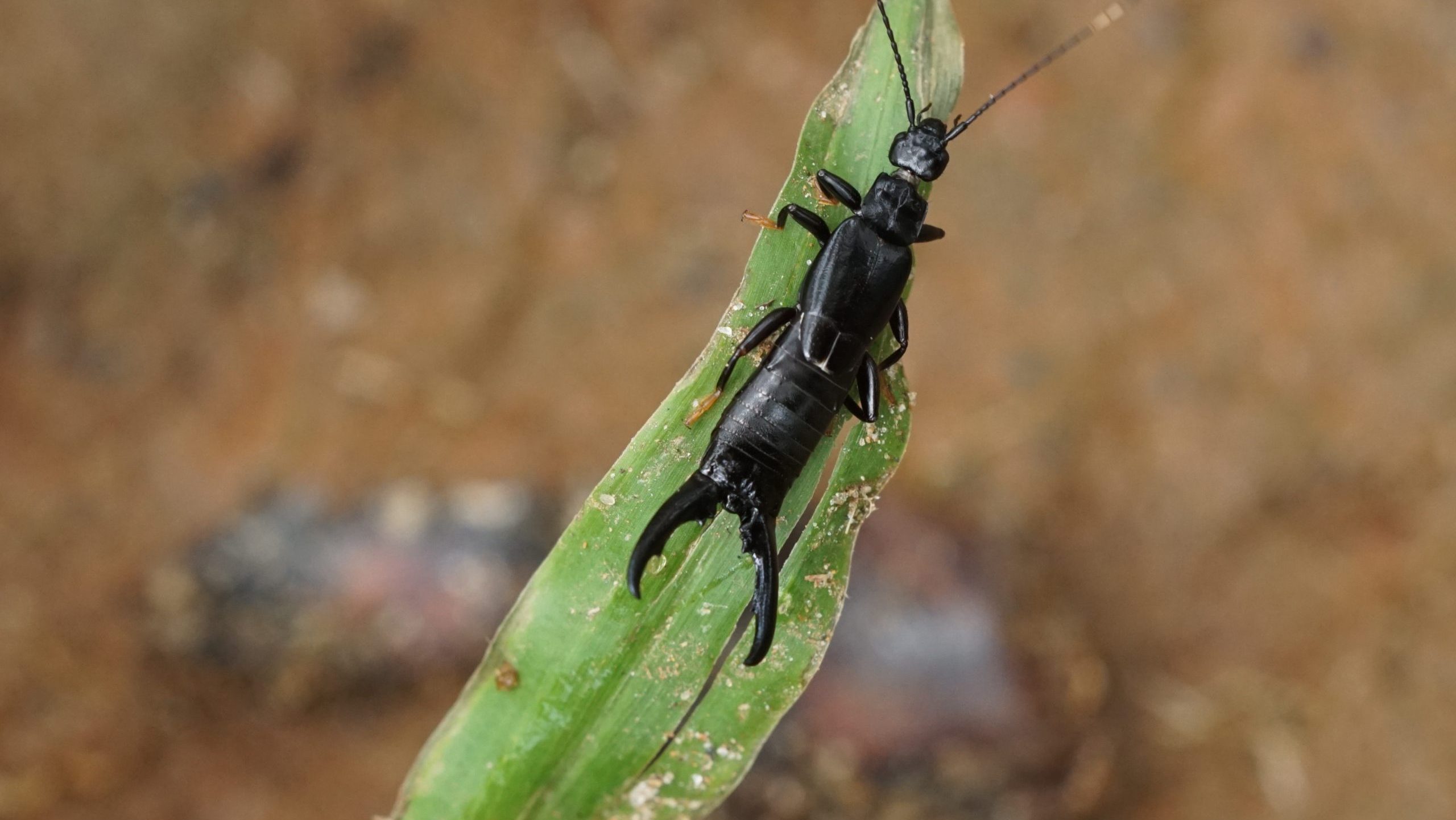 red legged earwig