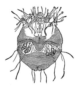 scabies mite