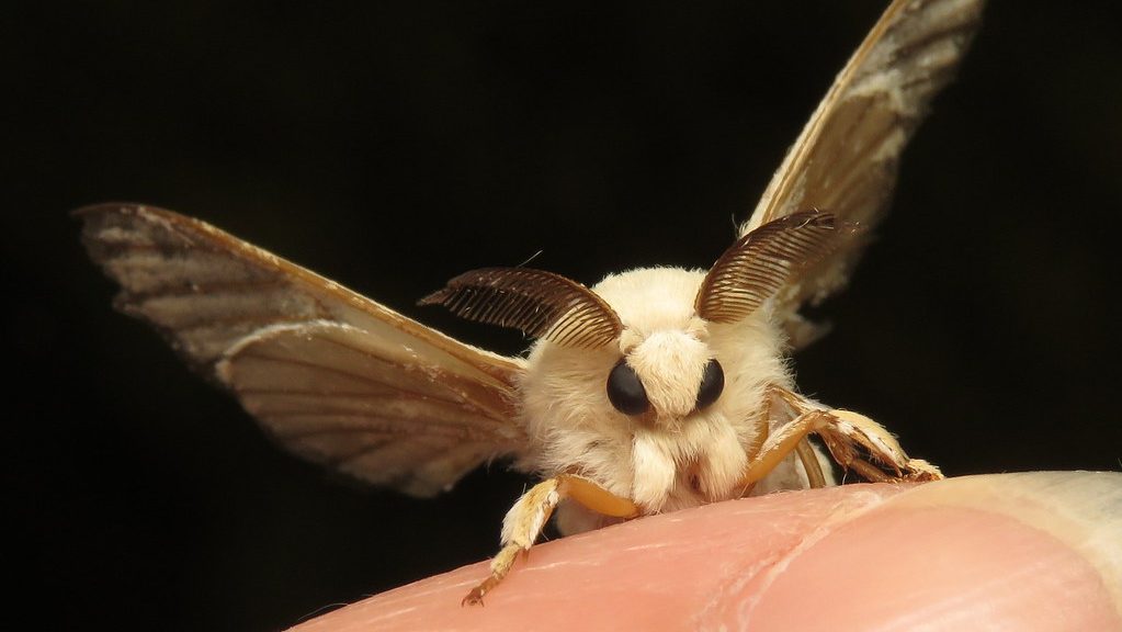 Silk Moths