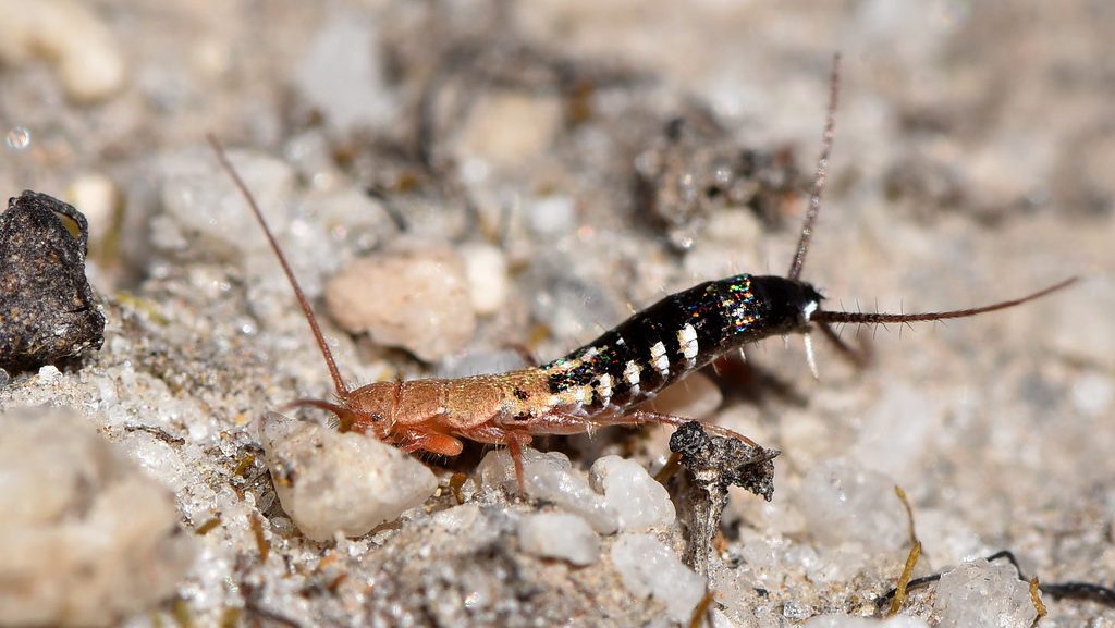 silverfish vs. earwigs