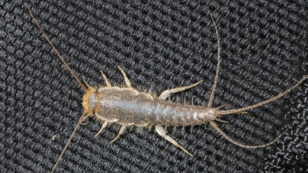silverfish pest