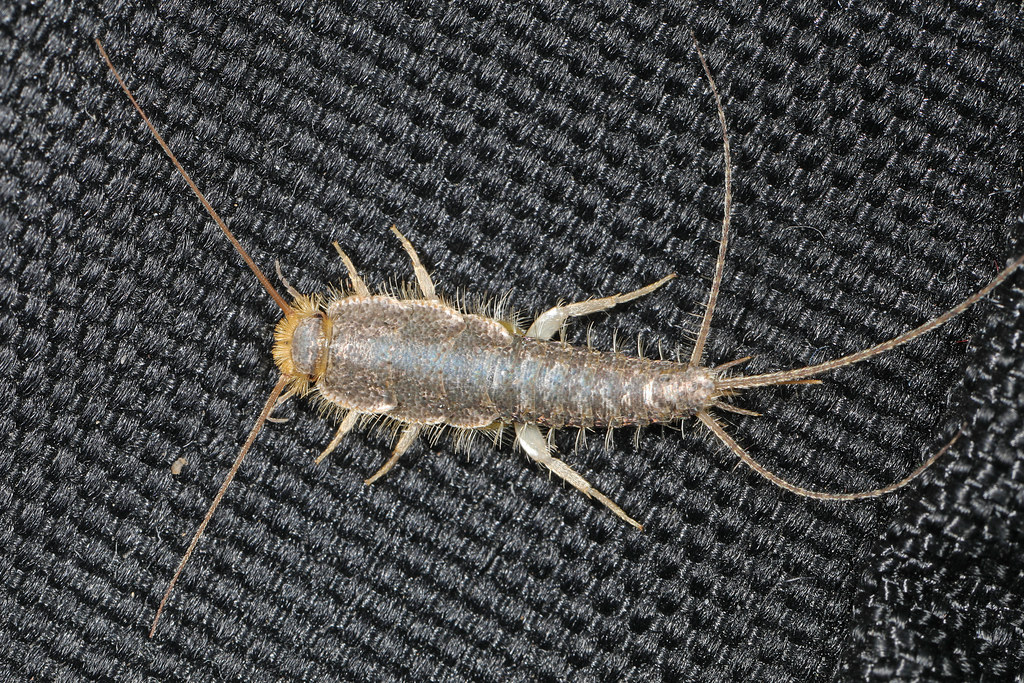 silverfish pest